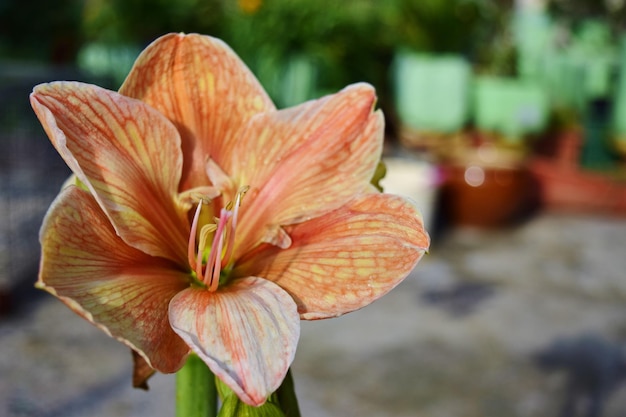 マルタ島、マルタ諸島の屋上庭園で咲くアマリリスの花のクローズアップショット