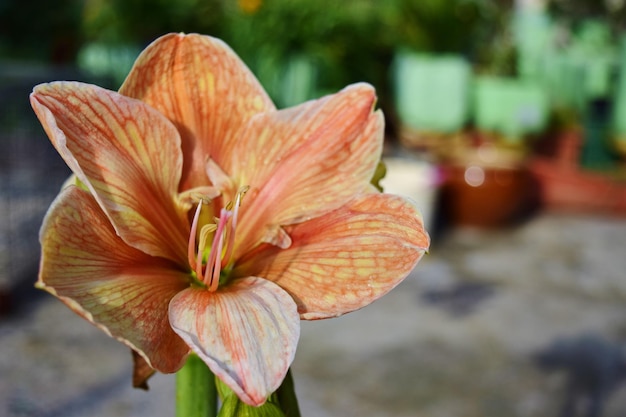 Closeup shot of a blooming Amaryllis flower in a roof garden in Maltese Islands, Malta
