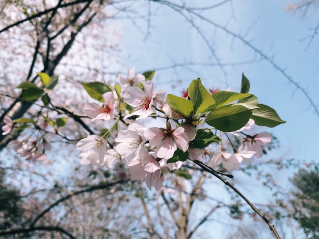 Closeup shot of blooming cherry blossom flowers in the greenery