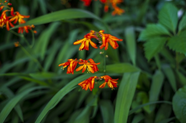 緑に咲くコッパーチップスの花のクローズアップショット