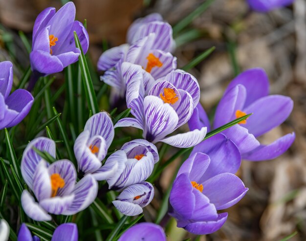 Closeup shot of blooming Crocus flowers