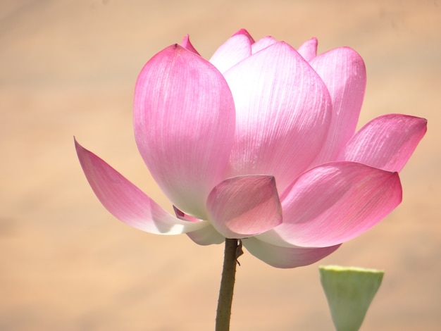 Closeup shot of a blooming lotus flower in the greenery