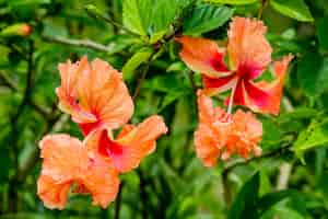 Foto gratuita colpo del primo piano di fiori d'arancio in fiore con vegetazione