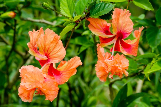 緑と咲くオレンジ色の花のクローズアップショット