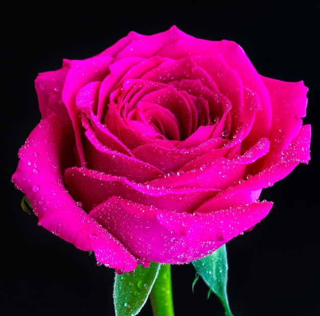 Closeup shot of a blooming pink rose with dew on top