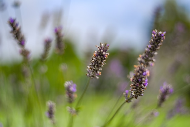 Closeup shot of blooming purple lavender flowers