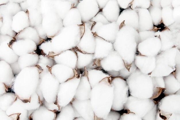 Closeup shot of blooming white cotton flowers