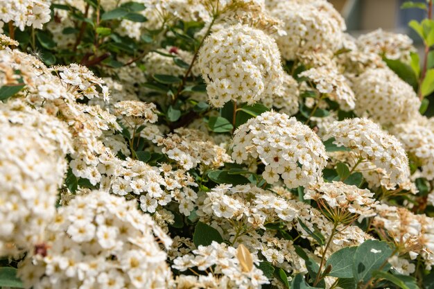 Closeup shot of blooming white hydrangea flowers