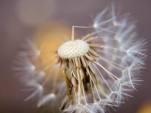 Closeup shot of a blowball flower for wallpaper and background