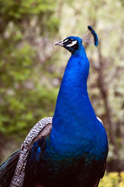 Closeup shot of a blue beautiful peacock with a blurred