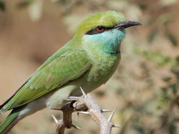 Closeup shot of a blue-cheeked bee-eater perched on a branch