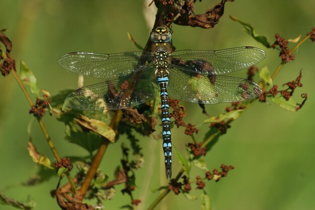 Closeup shot of a blue-colored Migrant hawker sitting on a branch