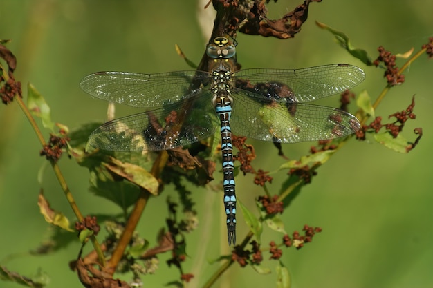 Closeup shot of a blue-colored Migrant hawker sitting on a branch