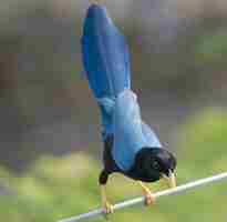 Foto gratuita primo piano di un uccello esotico blu cyanocorax yucatanicus che guarda giù da un ramo