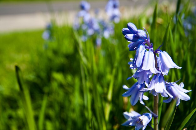 Closeup shot of blue flowers growing in a green field