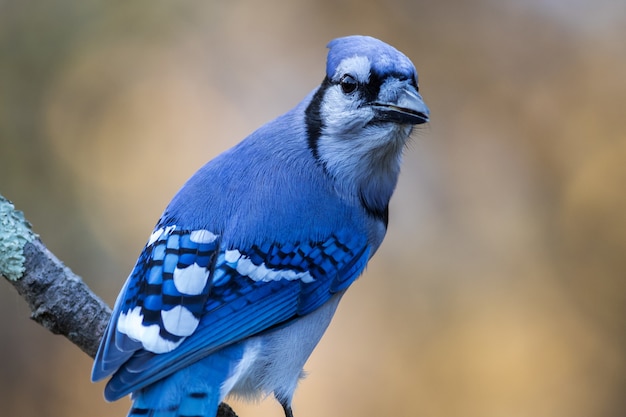 Closeup shot of a blue jay perched on a branch