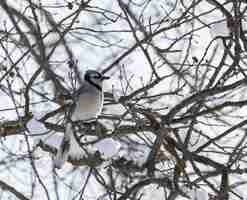 Free photo closeup shot of a blue jay on a snowy branch during winter