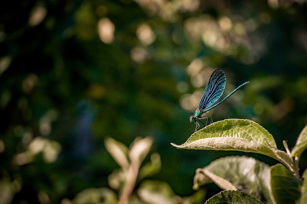 Closeup shot of a blue net-winged insect sitting on a leaf
