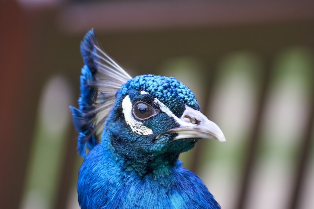 Closeup shot of a blue peafowl on blurred background in the UK