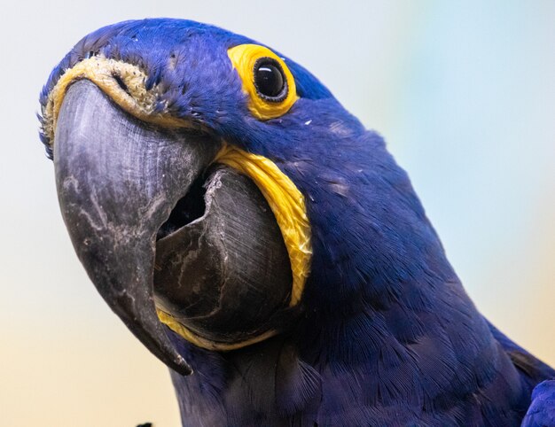 Closeup shot of a blue and yellow parrot