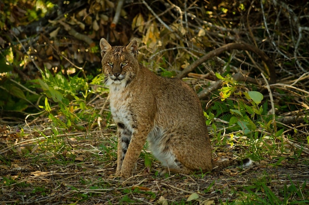 Closeup shot of a bobcat surrounded by trees and leaves