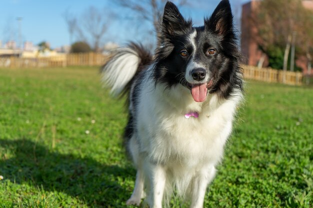 Closeup shot of a Border Collie on a field panting under the sunlight