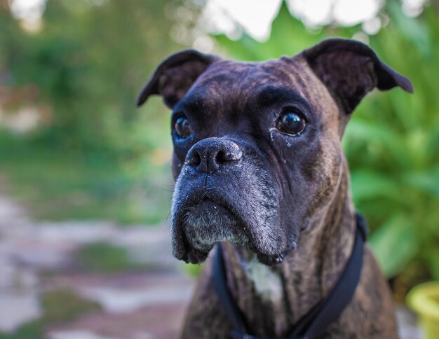 Closeup shot of Boxer dog