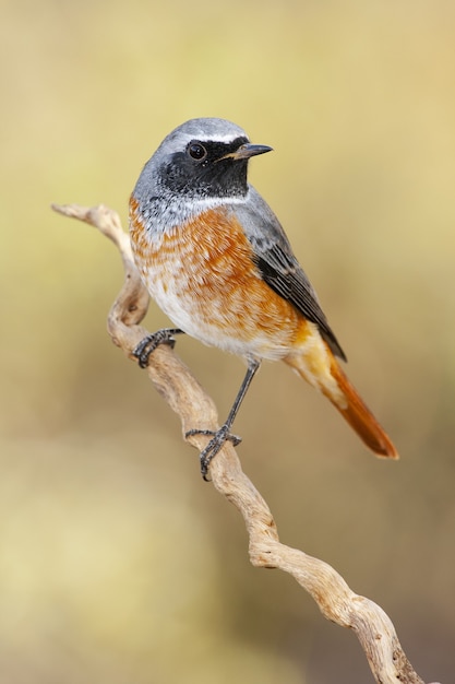 ぼやけた背景の枝にとまるアトリ鳥のクローズアップショット