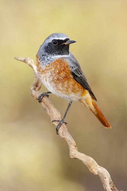 Closeup shot of a brambling bird perched on a branch with a blurred background