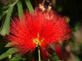 Foto gratuita colpo del primo piano del fiore di calliandra rosso brillante