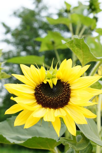 Closeup shot of a bright sunflower in a field with a blurry background