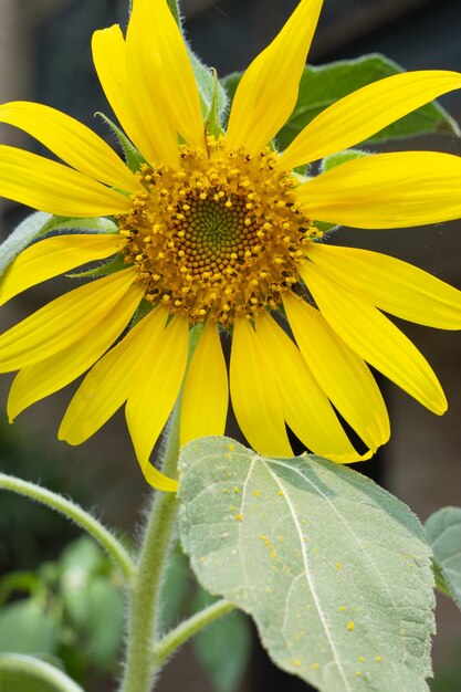 Closeup shot of a bright yellow sunflower