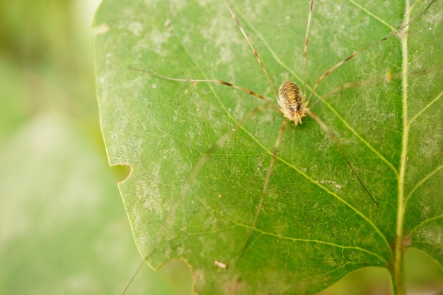 Снимок крупным планом коричневого паукообразного с длинными ногами на листе