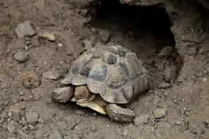 Free photo closeup shot of a brown asian forest tortoise manouria emys resting near a rocky burrow