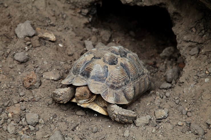 Free Photo closeup shot of a brown asian forest tortoise manouria emys resting near a rocky burrow