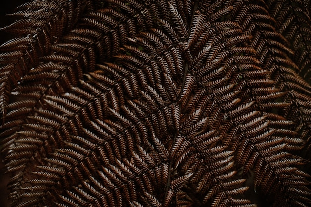 Closeup shot of a brown autumn fern leaves