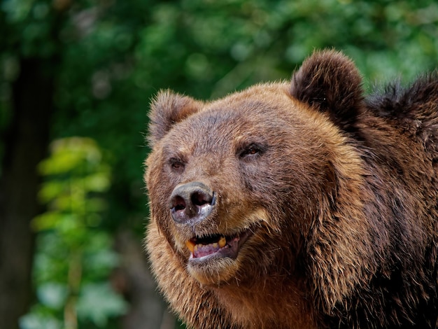 Closeup shot of a brown bear in the forest