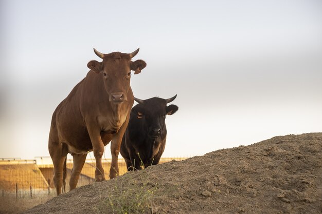 Closeup shot of brown and black cows on a farm