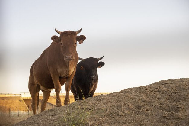 Крупным планом выстрел коричневых и черных коров на ферме