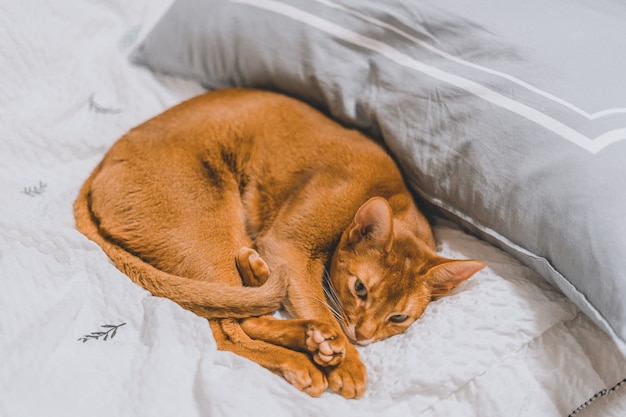 ベッドに横たわっている茶色の猫のクローズアップショット