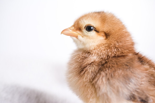 Closeup shot of brown chick on a cloth with a white scene