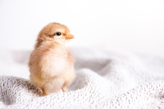 Closeup shot of a brown chick on a cloth