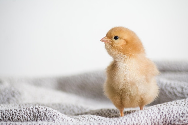 Closeup shot of a brown chick on a cloth