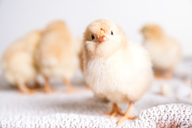 Closeup shot of brown chicks on a cloth with a white space