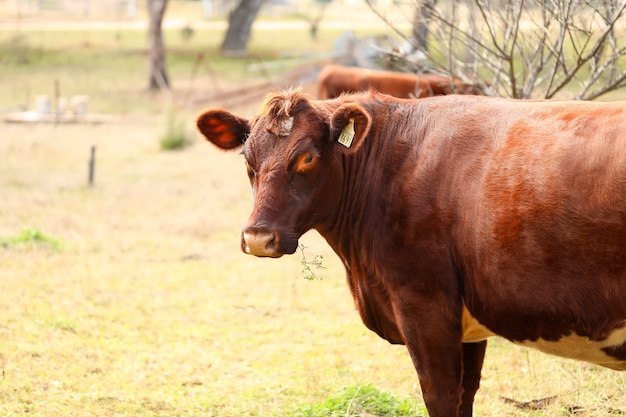 Closeup shot of a brown cow