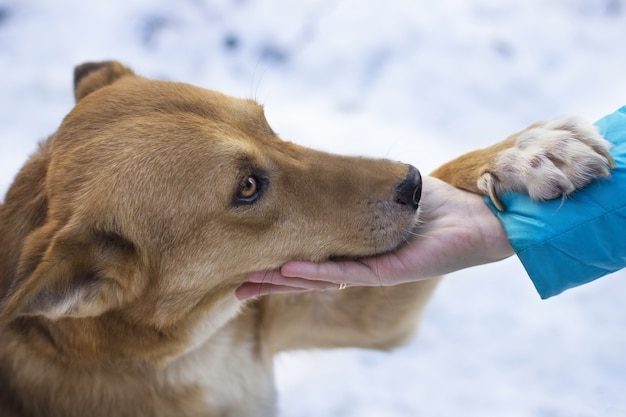 女性の手を握って雪の天気の下で茶色の犬のクローズアップショット