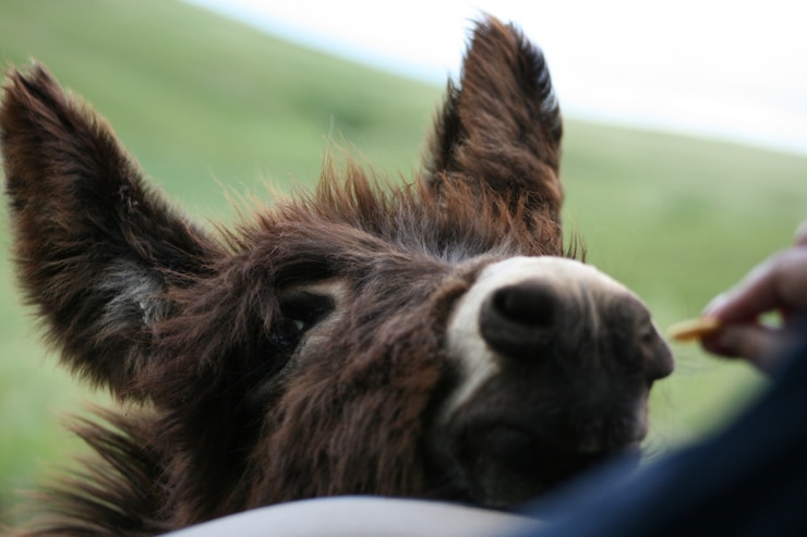 Free Photo closeup shot of a brown donkey being fed by a person on a grass covered field