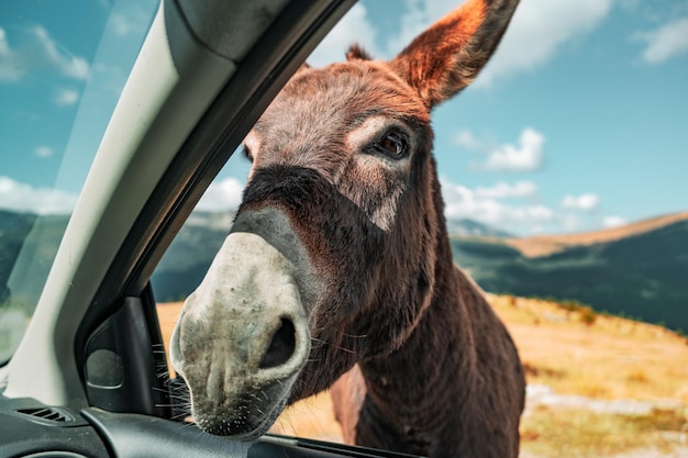 Free photo closeup shot of a brown donkey captured from the passenger seat of a car