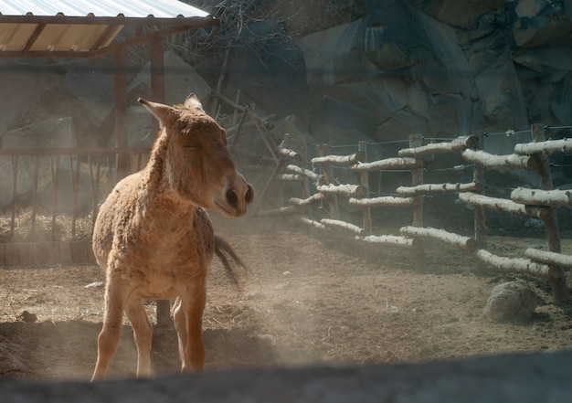 Closeup shot of a brown donkey in a farm near the wooden fence