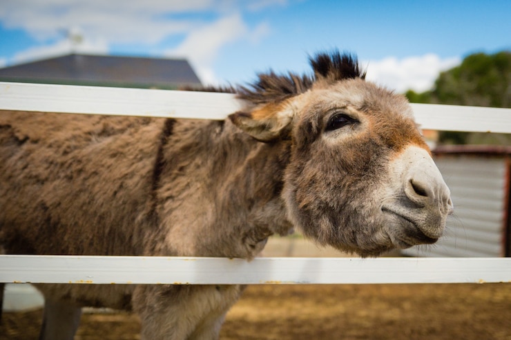 Free Photo closeup shot of a brown donkey